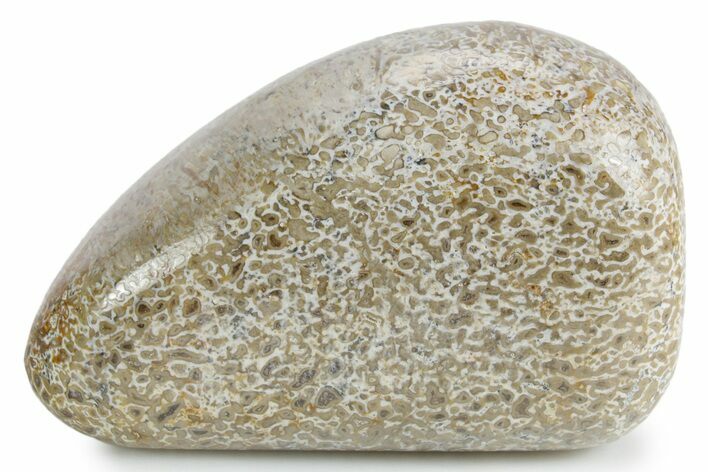 Polished Dinosaur Bone (Gembone) - Morocco #349590